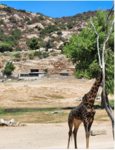 A Day at the San Diego Safari Park with Michael 3