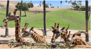 A Day at the San Diego Safari Park with Michael 2